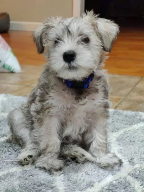 Blu, a fluffy miniature schnauzer puppy, sitting on a gray rug