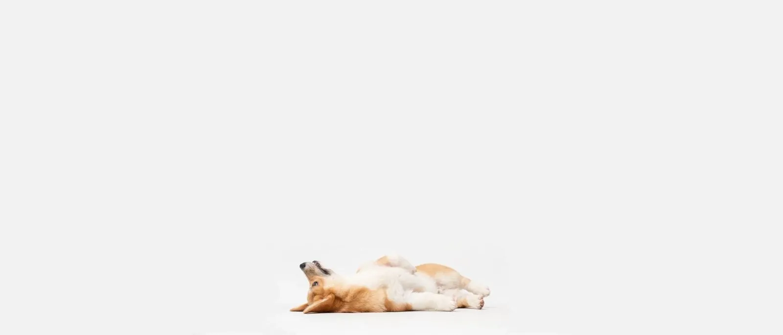 A relaxed corgi puppy rolling on its back