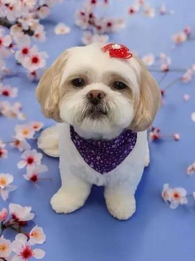 Shih Tzu with a red bow among cherry blossoms