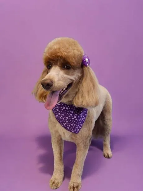 Apricot poodle in a purple star bandana