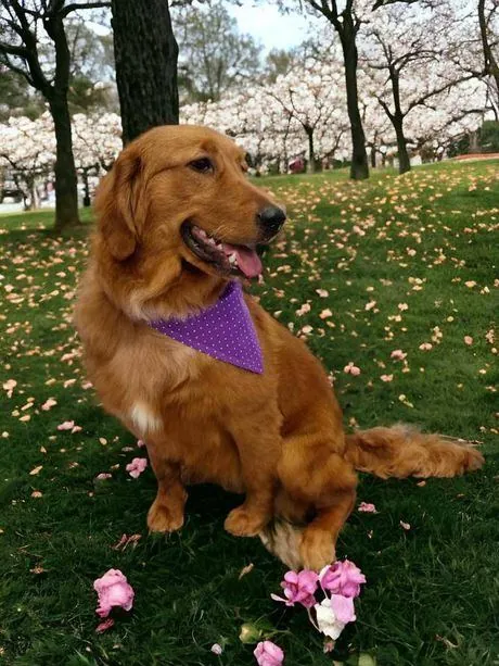 Golden retriever in a purple bandana