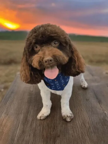 Curly chocolate pup at sunset