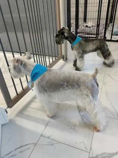 Two schnauzers in matching blue bandanas