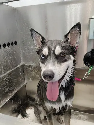 Husky pup mid-bath