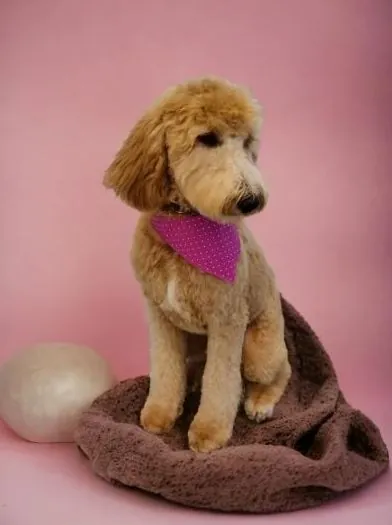 Goldendoodle in a pink bandana