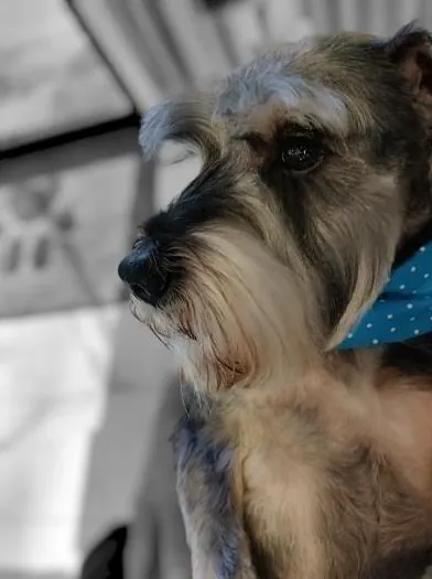 Schnauzer close-up in a blue bandana