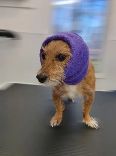 Terrier mix in a purple drying snood