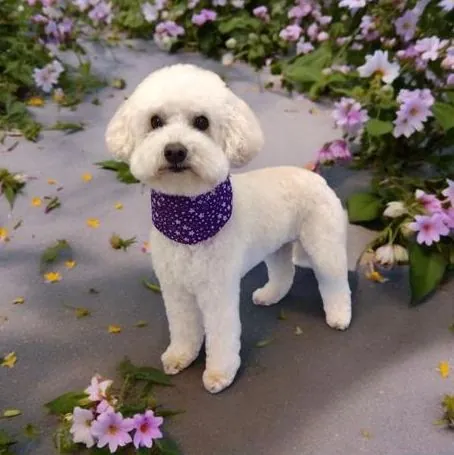 White bichon mix in a purple bandana