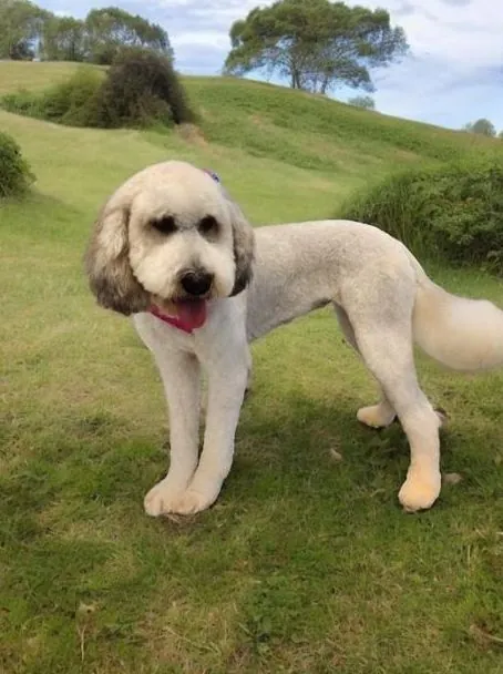 Freshly trimmed doodle on a grassy hill