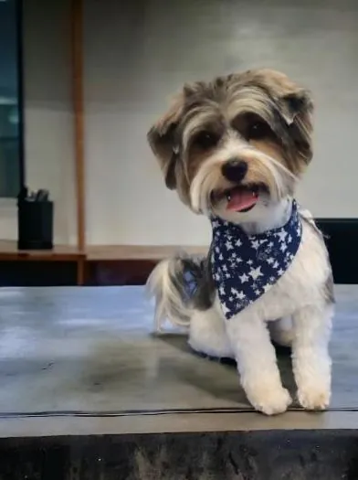 Biewer terrier in a star bandana