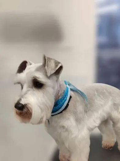 White miniature schnauzer in a blue bandana