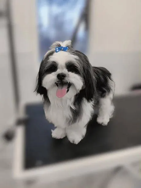 Shih Tzu with a blue bow on the grooming table