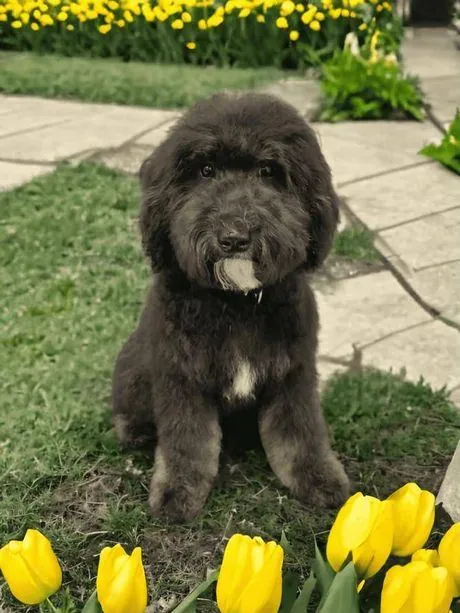Black doodle among yellow tulips