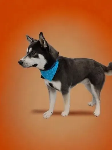 Siberian husky in a blue bandana