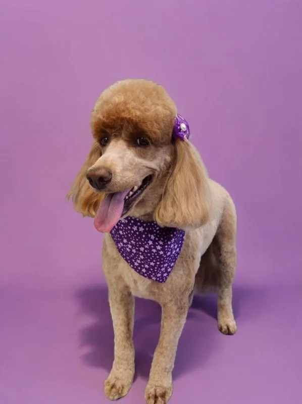 A freshly groomed apricot poodle in a purple star bandana at Blu Pet Spa