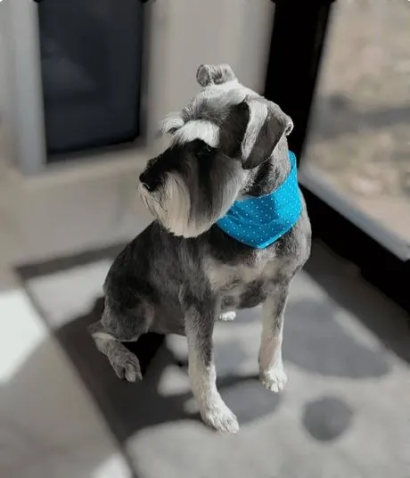 A groomed miniature schnauzer wearing a bright blue bandana