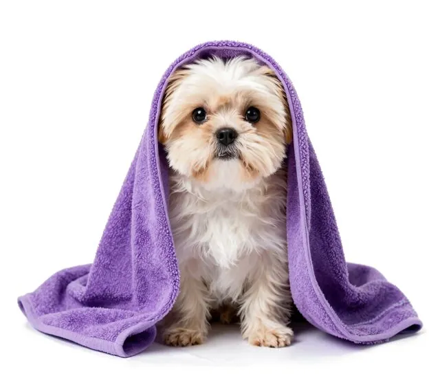 A fluffy little dog wrapped in a purple towel after a bath