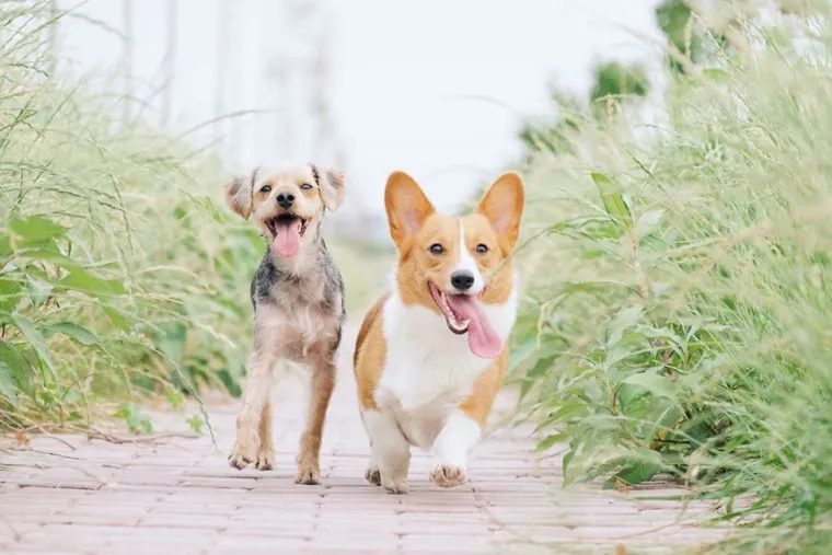 A small terrier and a corgi walking side by side